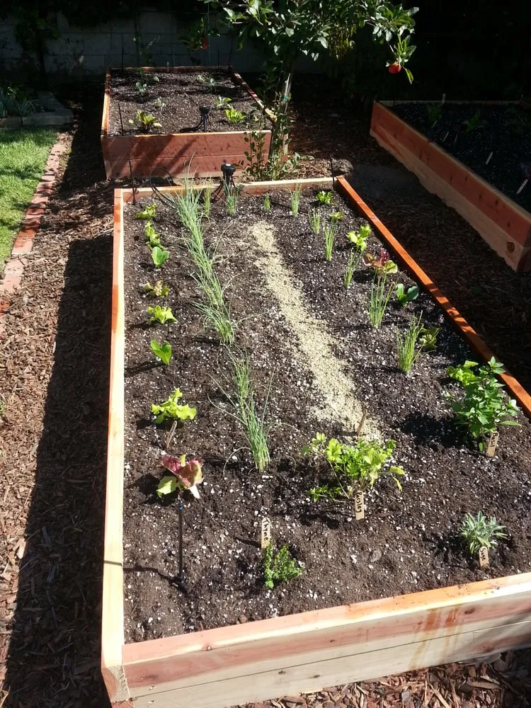 Professional yard cleanup service in Hermosa Beach, CA - Edible Landscapes LA