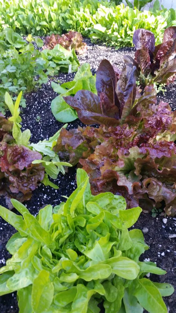 Trusted yard maintenance in Hermosa Beach, CA - Edible Landscapes LA