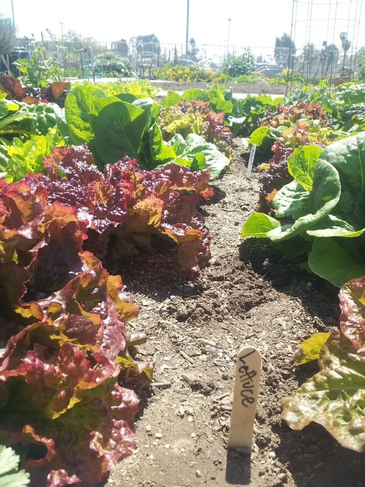 Professional landscape installation experts serving Hermosa Beach, CA - Edible Landscapes LA