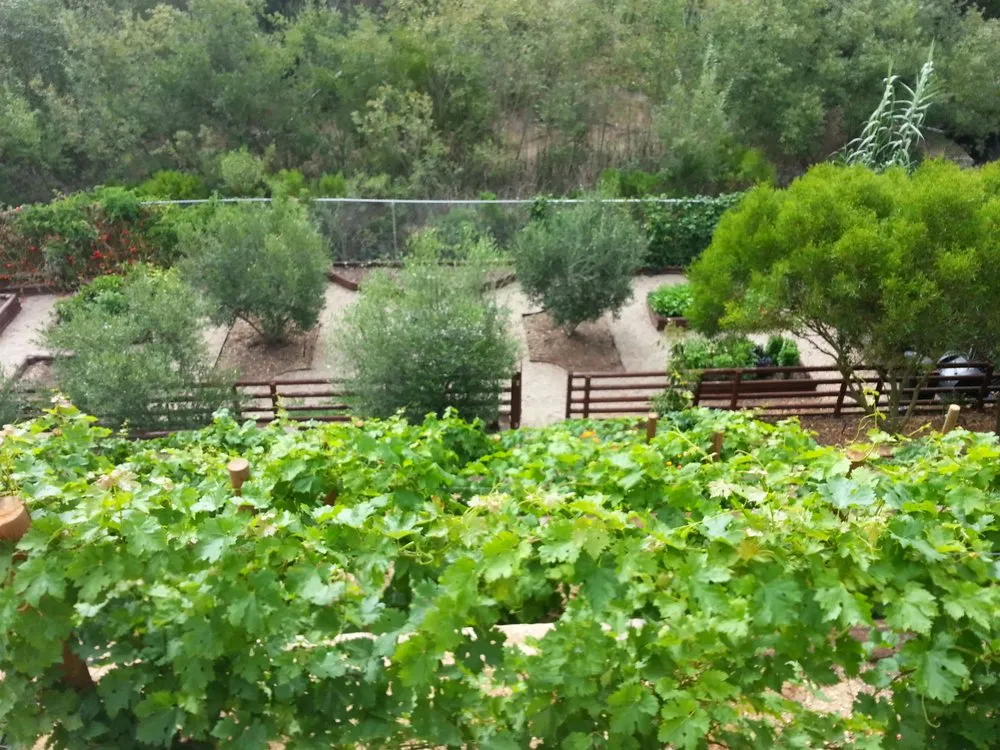 Custom landscape design in Hermosa Beach, CA by Edible Landscapes LA