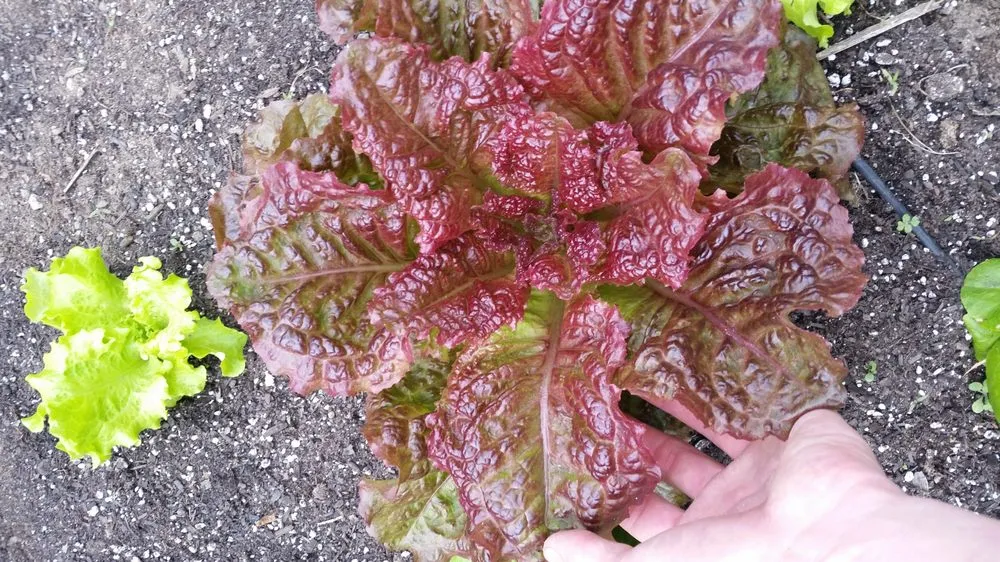 Local yard maintenance in Hermosa Beach, CA - Edible Landscapes LA