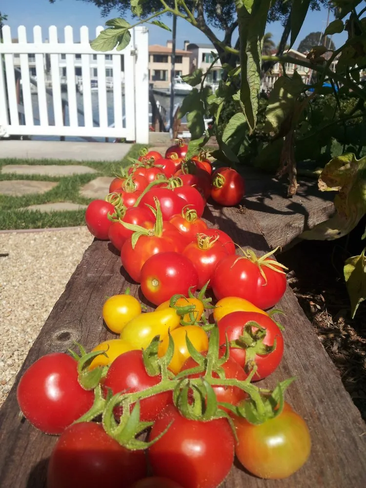 Professional yard cleanup service for homes in Hermosa Beach, CA by Edible Landscapes LA