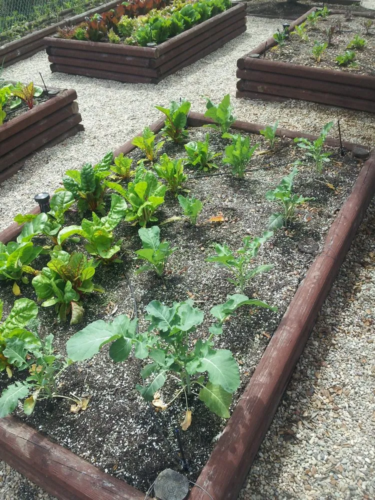 Custom yard maintenance experts serving Hermosa Beach, CA - Edible Landscapes LA