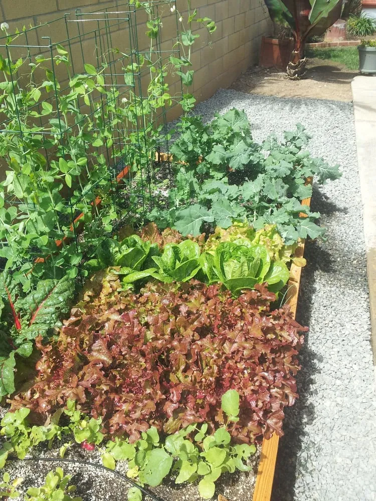 Trusted garden landscaping for year-round maintenance across Hermosa Beach, CA - Edible Landscapes LA