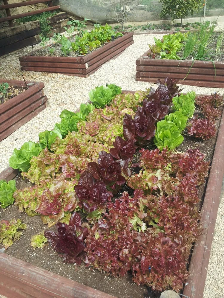 Trusted lawn mowing service in Hermosa Beach, CA by Edible Landscapes LA