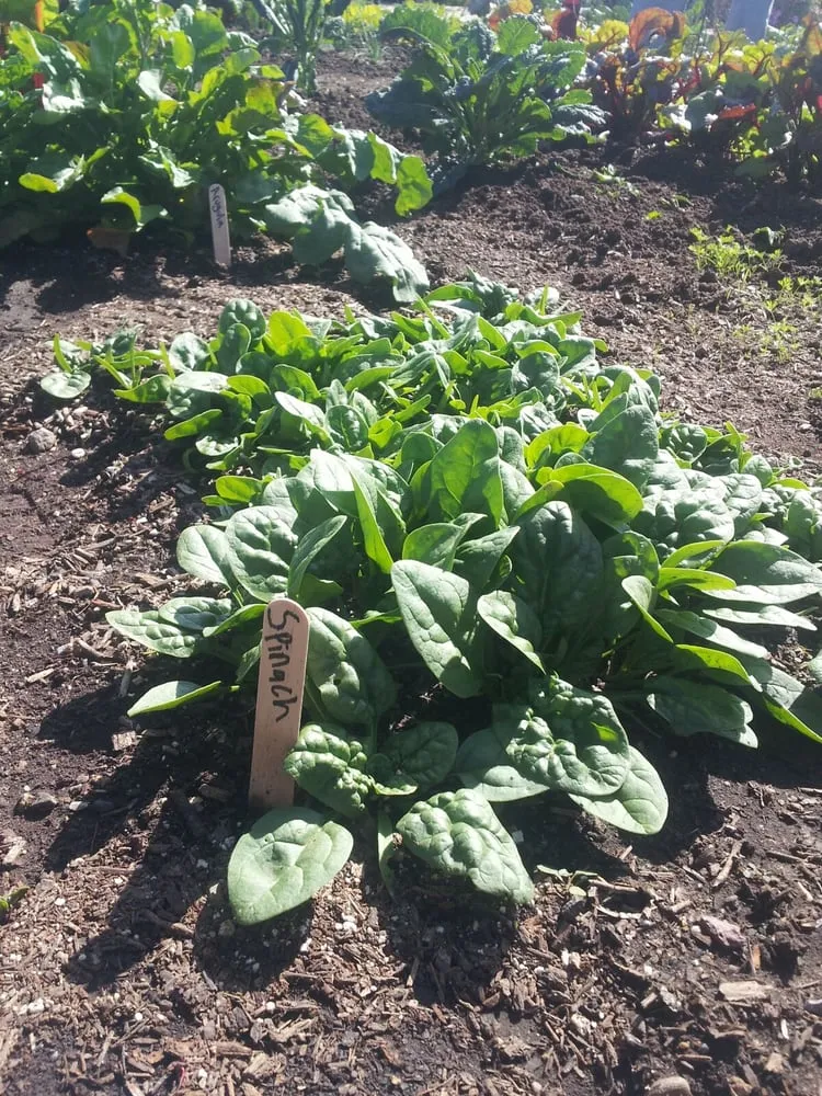 Custom outdoor landscaping in Hermosa Beach, CA - Edible Landscapes LA