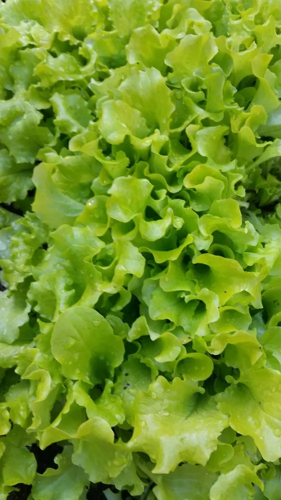 Local lawn mowing service in Hermosa Beach, CA by Edible Landscapes LA