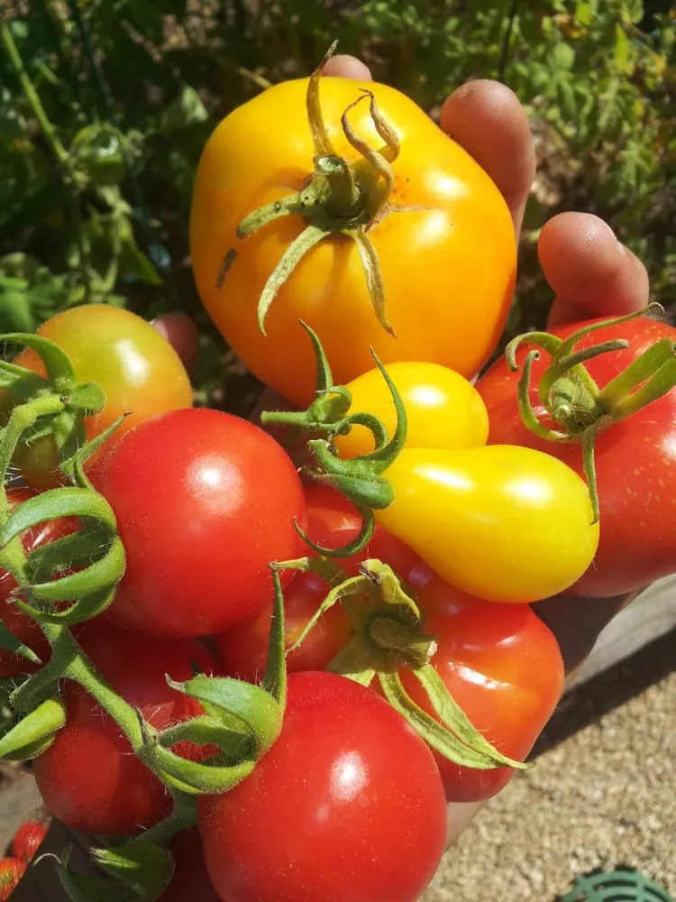 Top-rated landscape design in Hermosa Beach, CA by Edible Landscapes LA