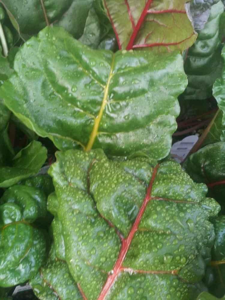 Local yard cleanup service for residential properties in Hermosa Beach, CA by Edible Landscapes LA