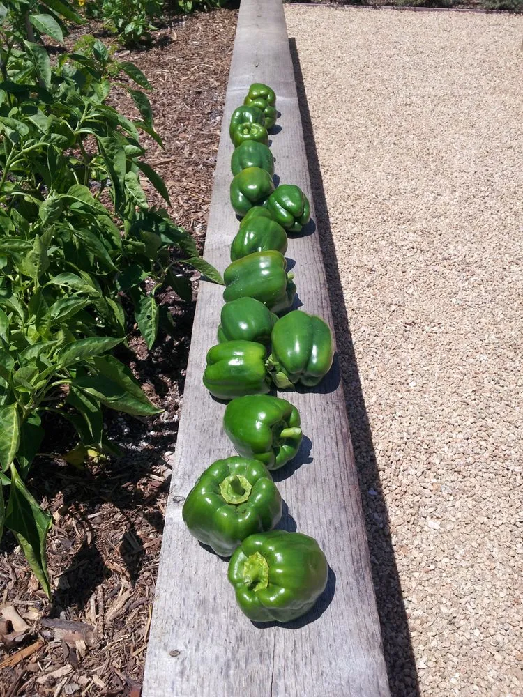 Expert lawn mowing service near you across Hermosa Beach, CA - Edible Landscapes LA