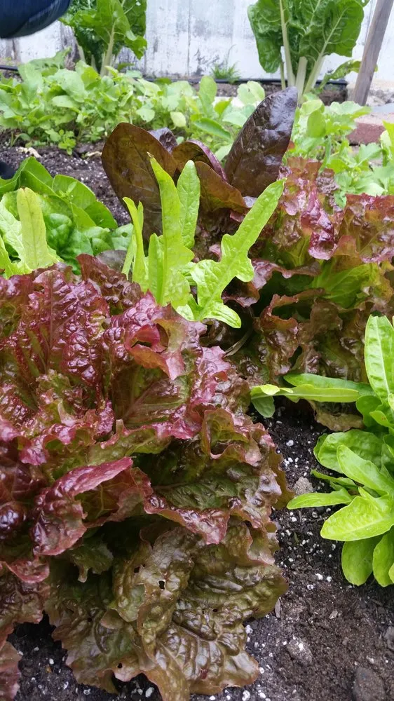 Expert garden landscaping in Hermosa Beach, CA by Edible Landscapes LA