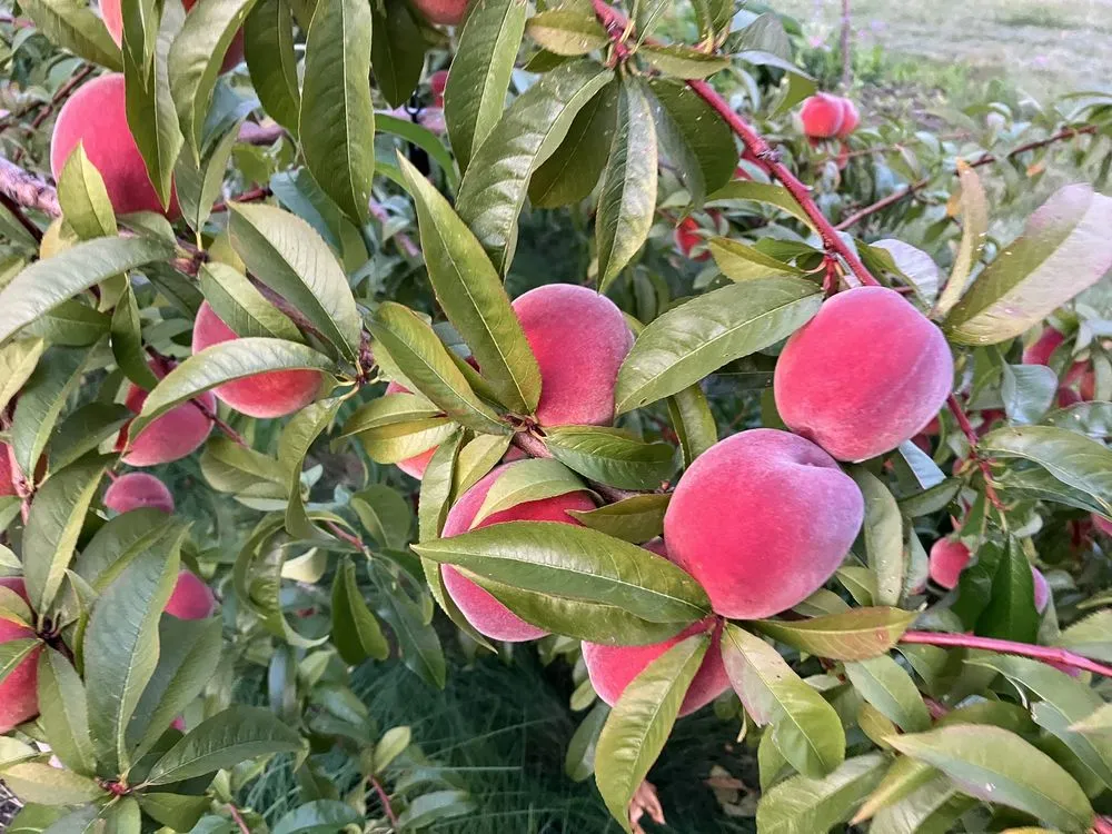 Affordable yard maintenance experts serving Woodbury, MN - Edible Landscapes MN