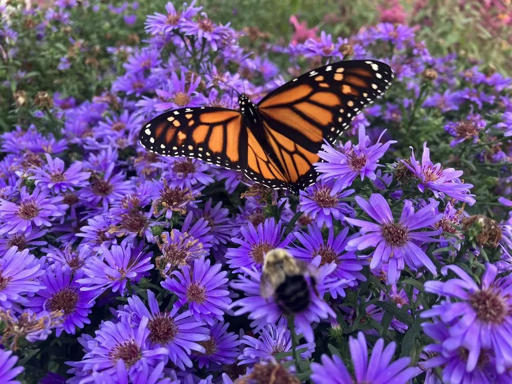 Professional landscaping services in Woodbury, MN - Edible Landscapes MN