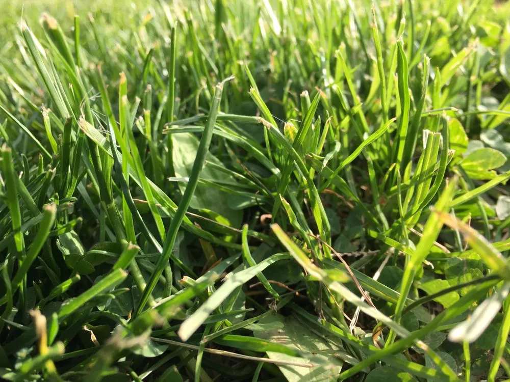 Professional yard maintenance in Norwalk, CT - Edison Services