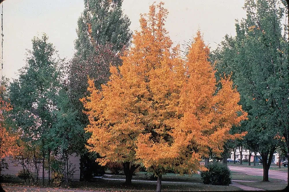 Trusted residential landscaping experts serving Renton, WA - Edlund Landscapes