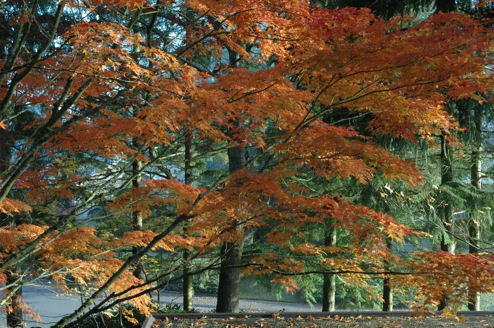 Expert yard cleanup service in Renton, WA - Edlund Landscapes