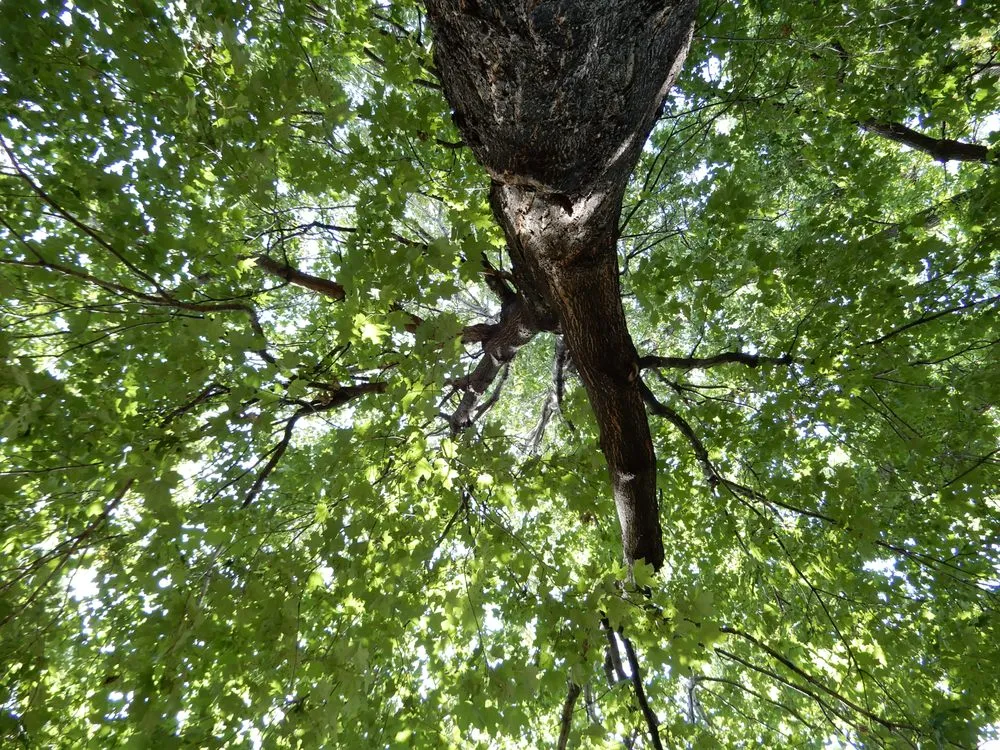 Custom lawn mowing service in Renton, WA - Edlund Landscapes