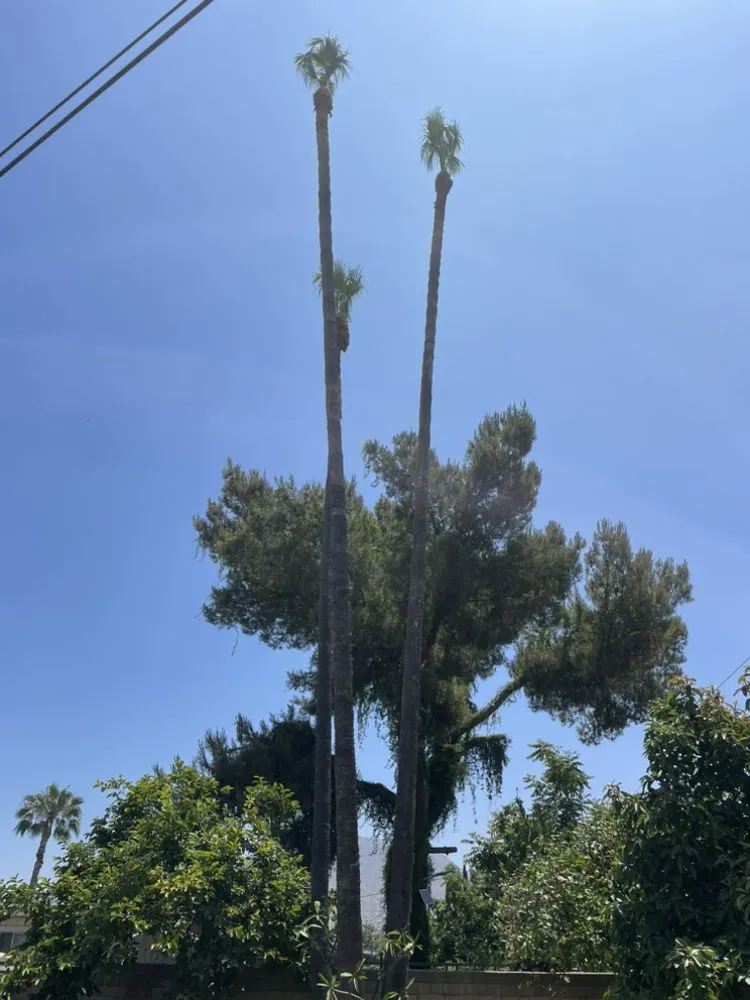 Local yard cleanup service for residential properties in Riverside, CA by Edmar Tree Service & Landscaping