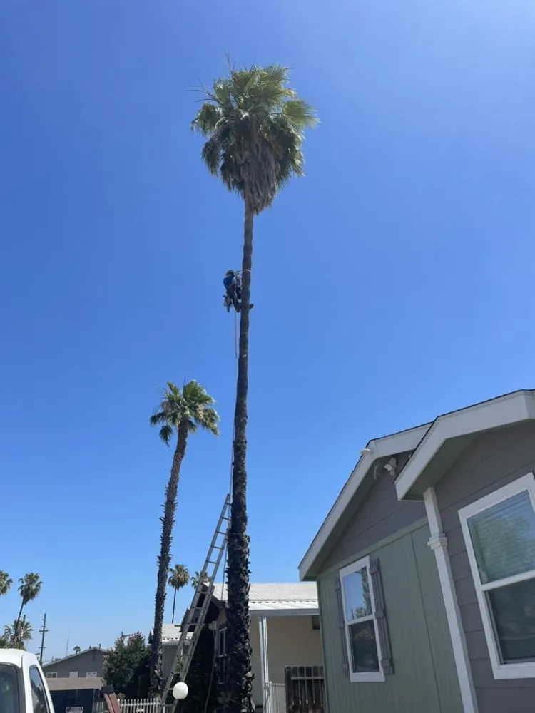 Expert lawn mowing service experts serving Riverside, CA - Edmar Tree Service & Landscaping