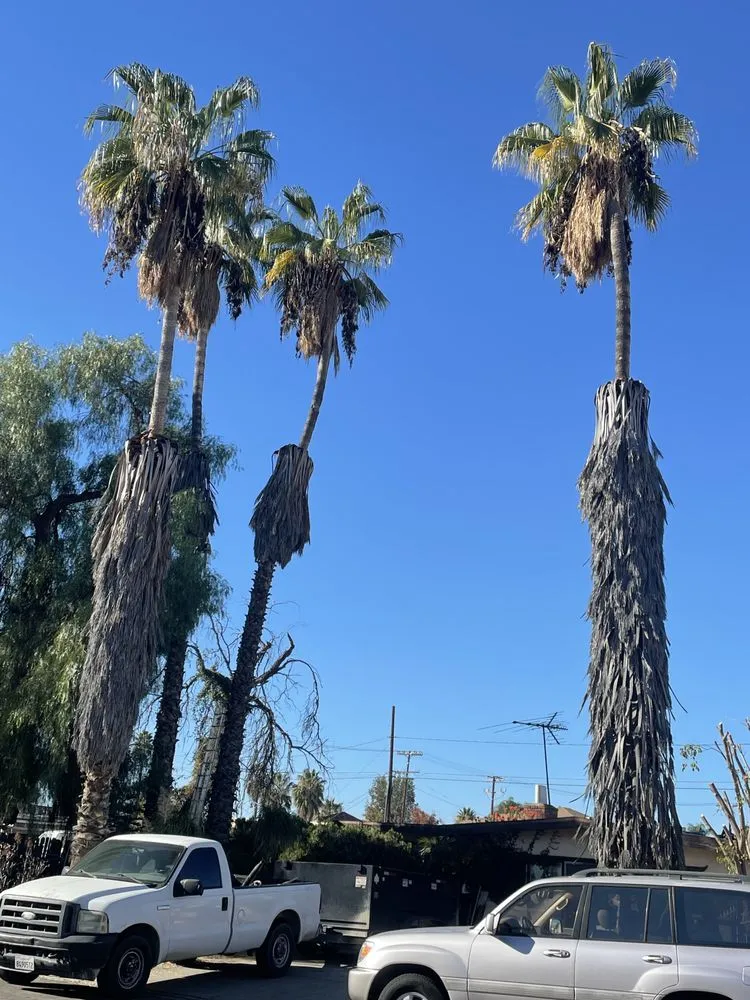 Professional lawn mowing service in Riverside, CA by Edmar Tree Service & Landscaping