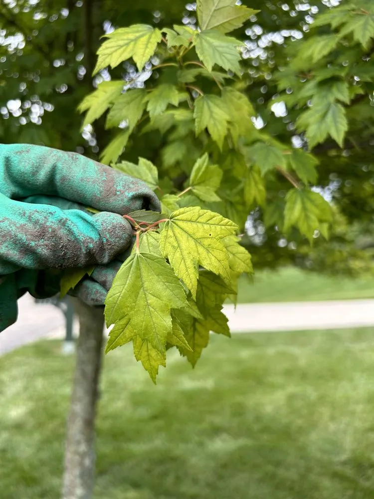 Expert landscaping services for homes across Delaware, OH - Edmonds Tree & Landscape Service