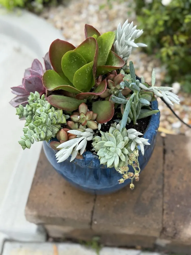 Professional landscape design in Hemet, CA - Edmundo’s Landscaping