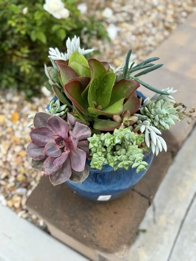 Expert yard maintenance for residential properties in Hemet, CA by Edmundo’s Landscaping