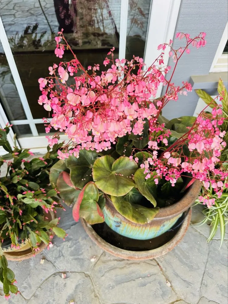 Trusted landscaping services in Hemet, CA by Edmundo’s Landscaping