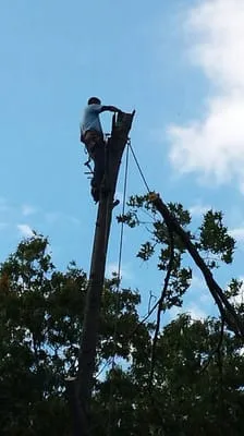 Eds Affordable Tree & Landscaping Service Logo