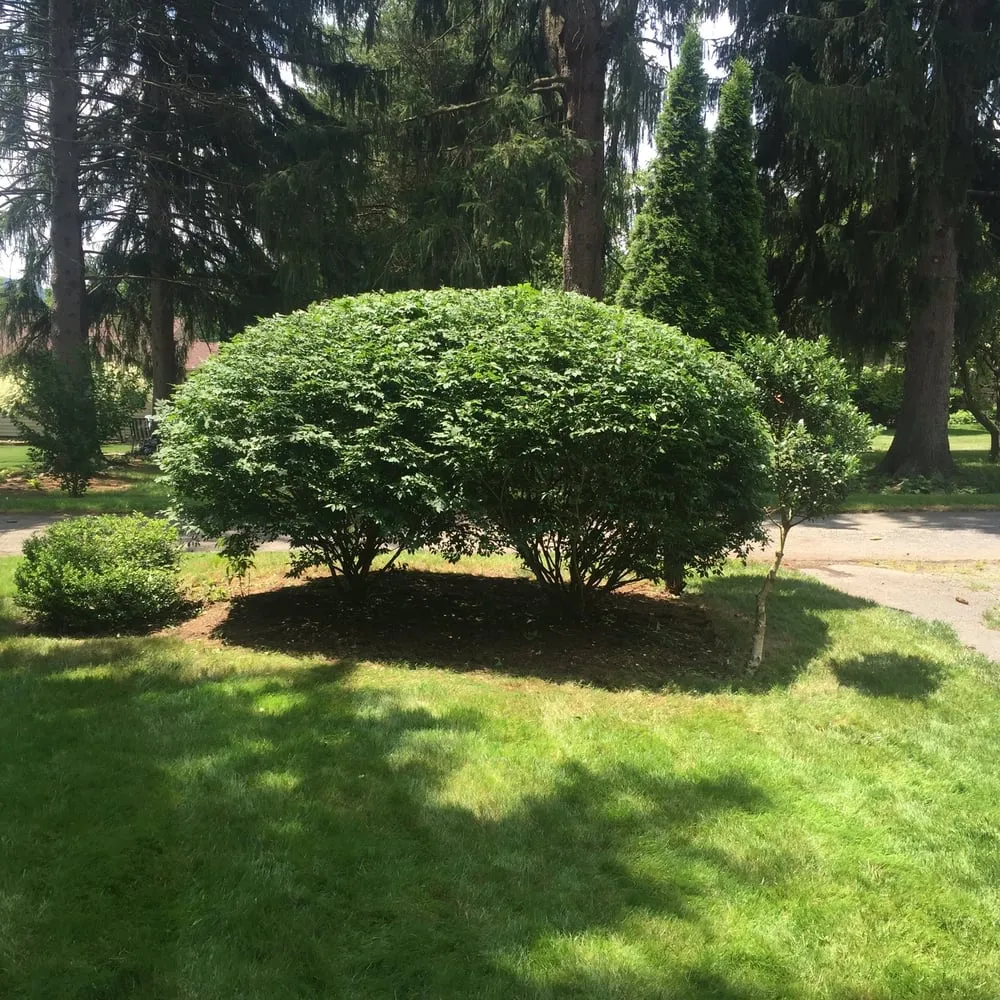 Top-rated lawn mowing service for residential properties in Ligonier, PA by Ed's Lawn Care And Snow Removal