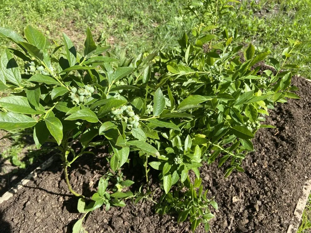 Trusted lawn mowing service for residential properties in Brandywine, MD by Ed's Plant World