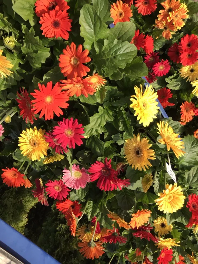 Top-rated lawn care service for residential properties in Brandywine, MD by Ed's Plant World