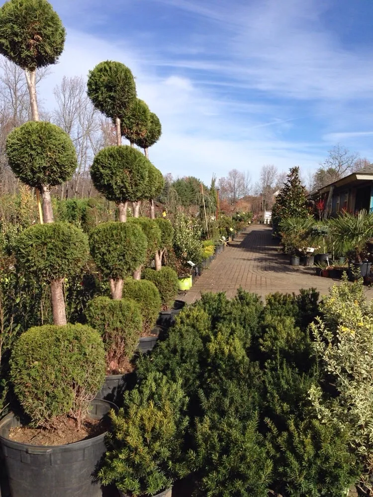 Trusted yard cleanup service in Brandywine, MD - Ed's Plant World