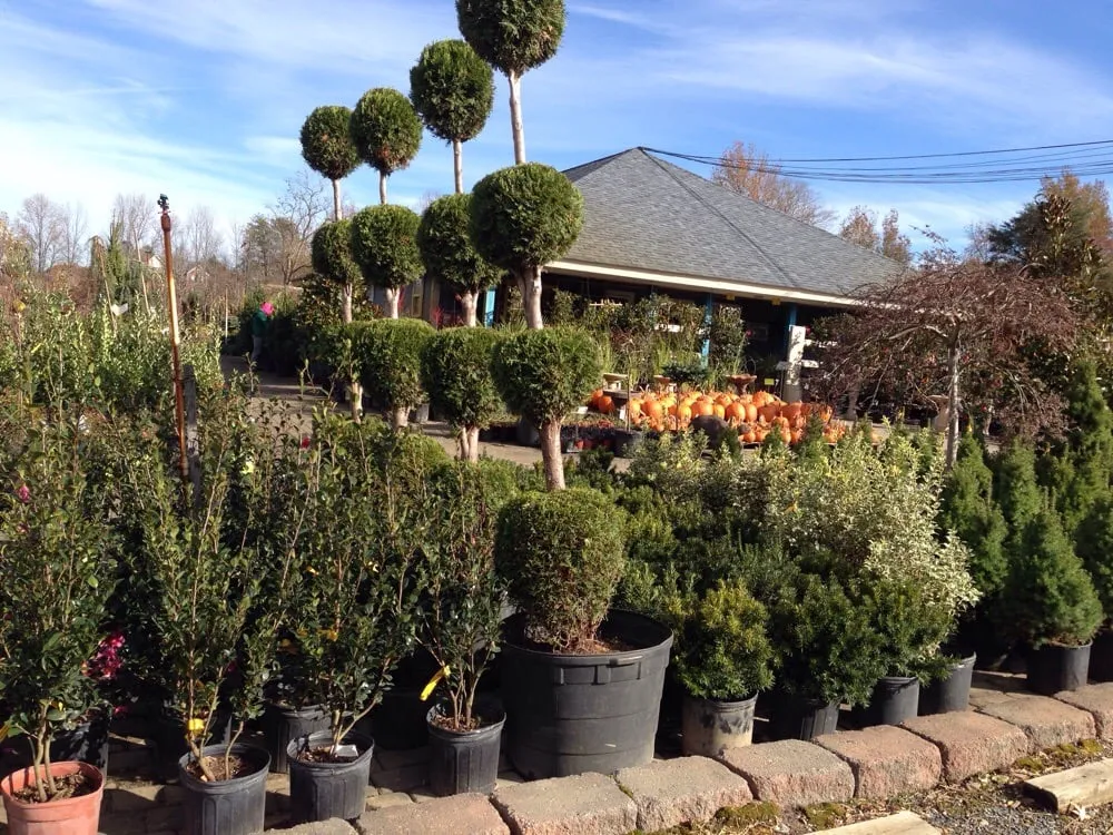 Local landscape design experts serving Brandywine, MD - Ed's Plant World