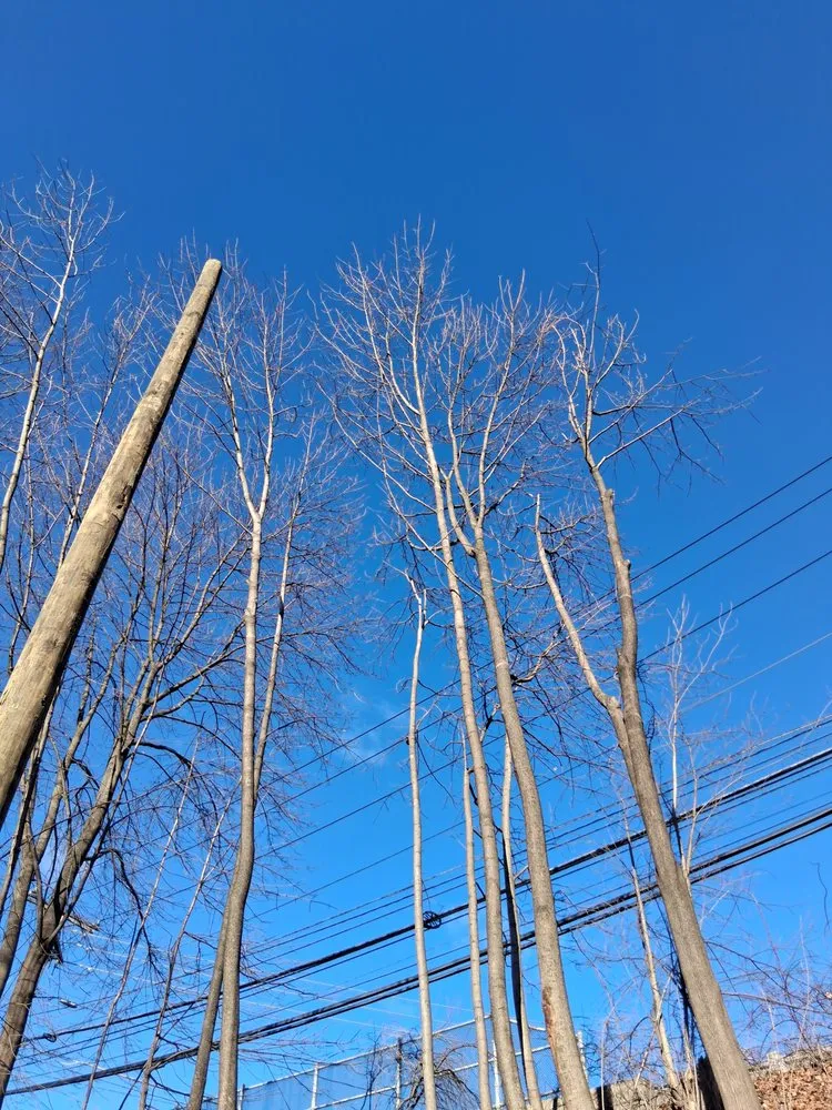 Custom garden landscaping for outdoor upgrades across Danbury, CT - Eds Tree & landscaping