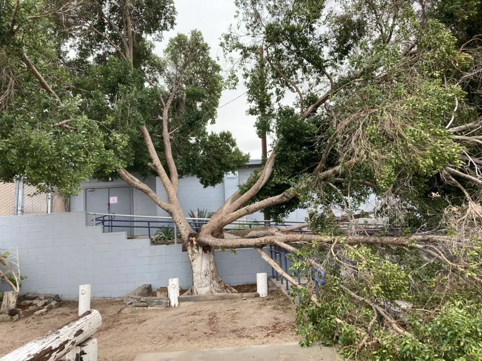 Affordable lawn care service in Yuma, AZ by Eduardo & Sons Tree Experts