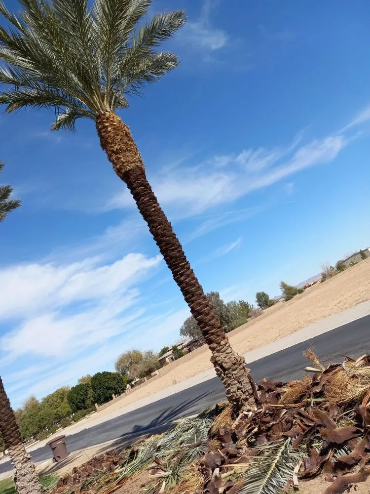 Professional landscape installation near you across Yuma, AZ - Eduardo & Sons Tree Experts