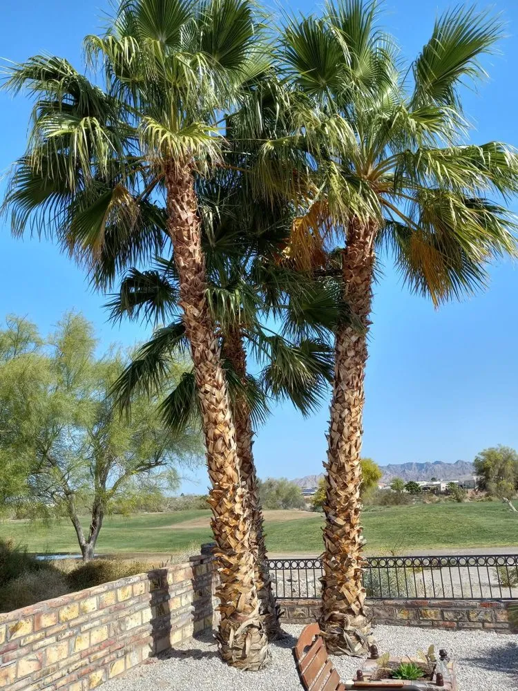 Custom yard cleanup service for residential properties in Yuma, AZ by Eduardo & Sons Tree Experts