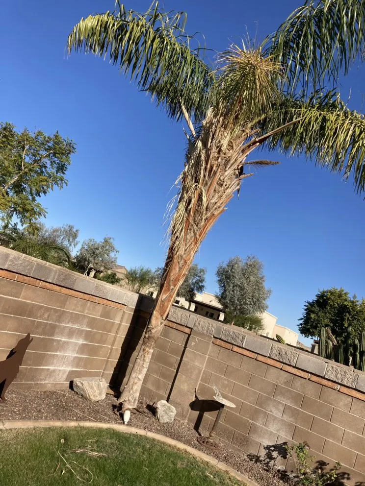 Affordable landscaping services for residential properties in Yuma, AZ by Eduardo & Sons Tree Experts