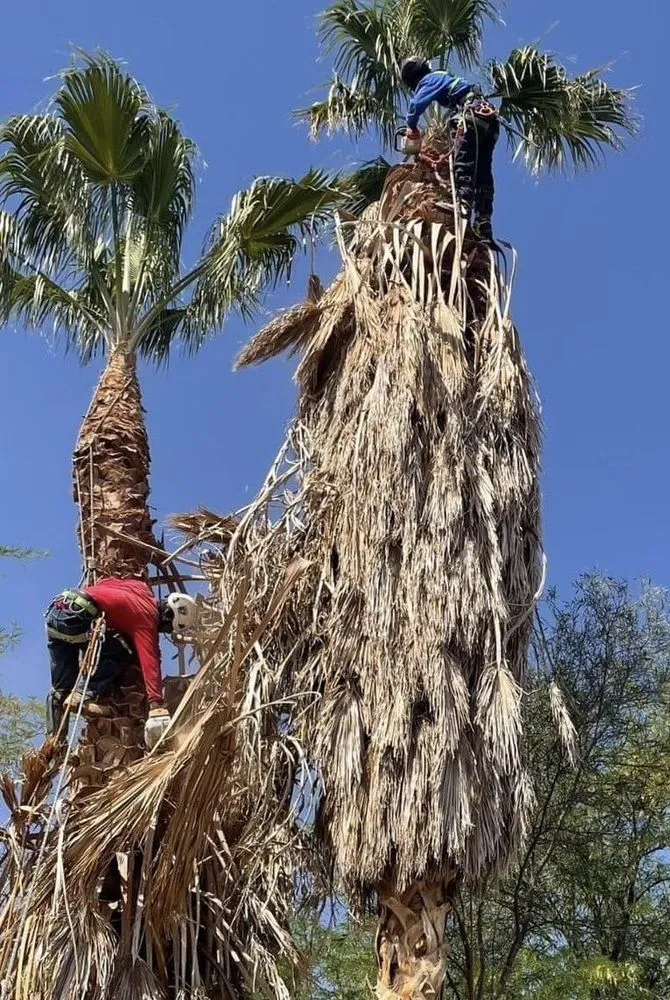 Professional landscape installation experts serving Yuma, AZ - Eduardo & Sons Tree Experts