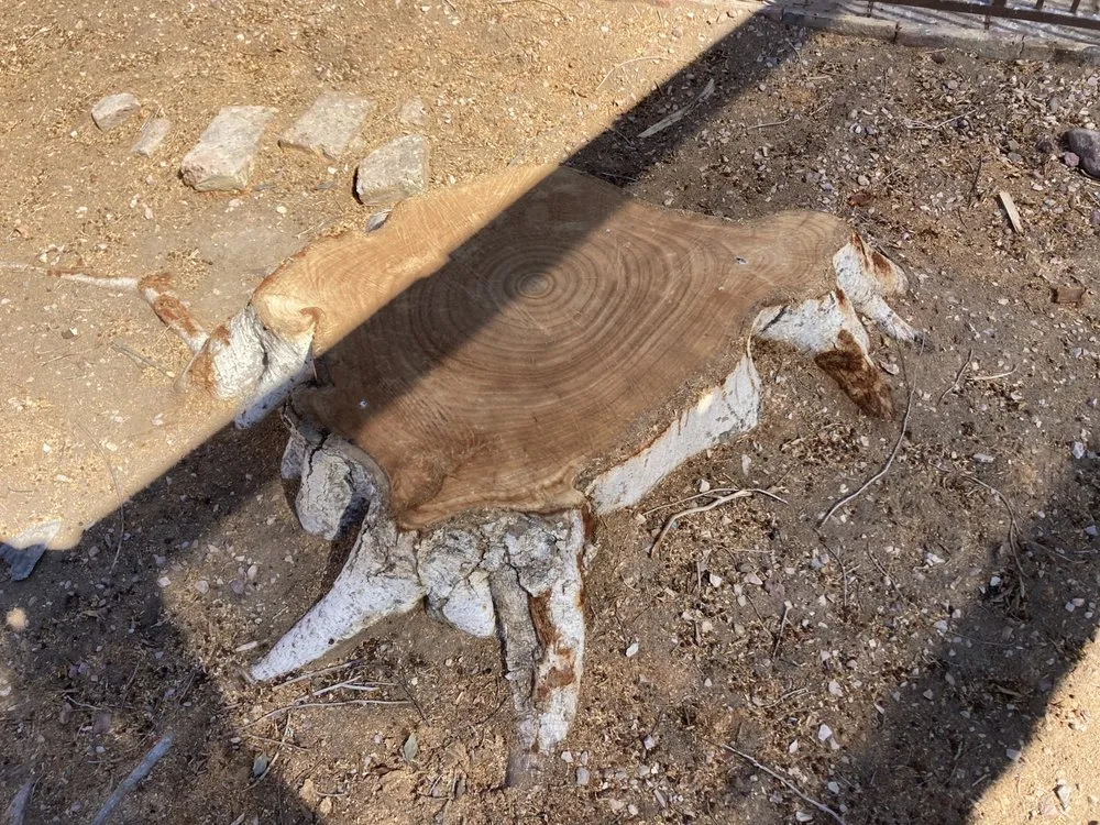 Reliable landscape design experts serving Yuma, AZ - Eduardo & Sons Tree Experts