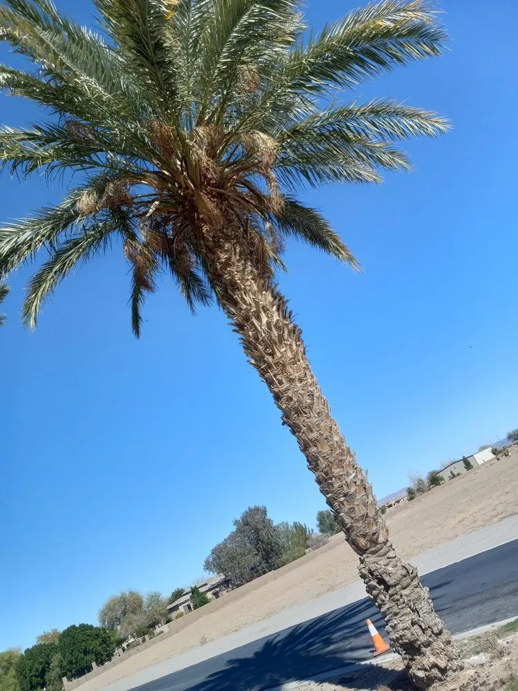 Custom outdoor landscaping in Yuma, AZ by Eduardo & Sons Tree Experts