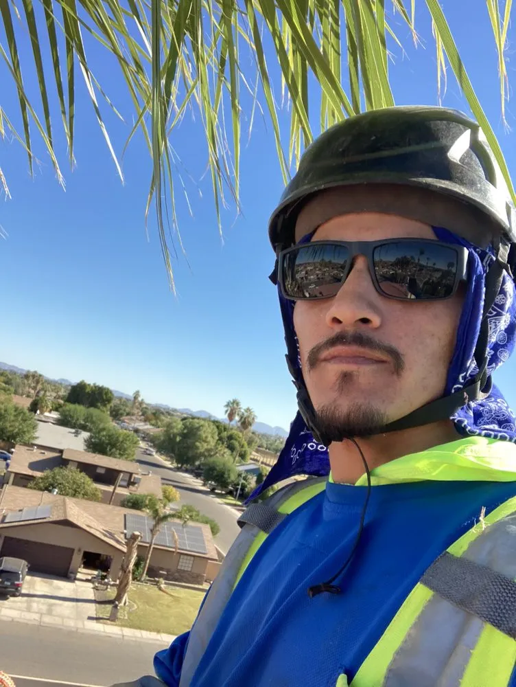 Trusted landscape installation in Yuma, AZ by Eduardo & Sons Tree Experts