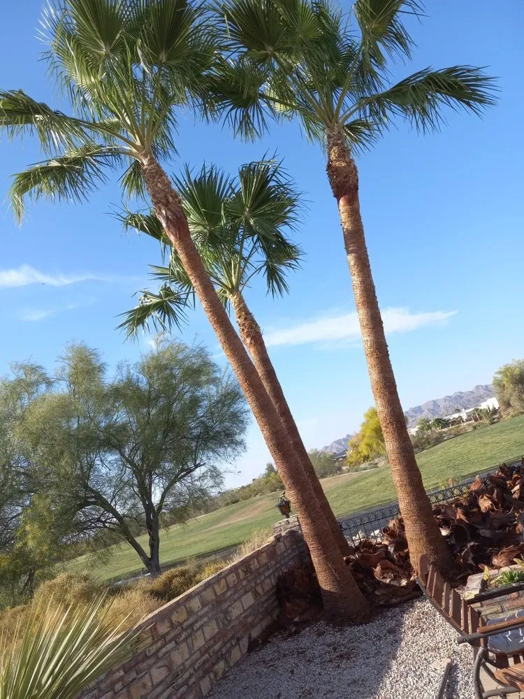 Expert garden landscaping experts serving Yuma, AZ - Eduardo & Sons Tree Experts