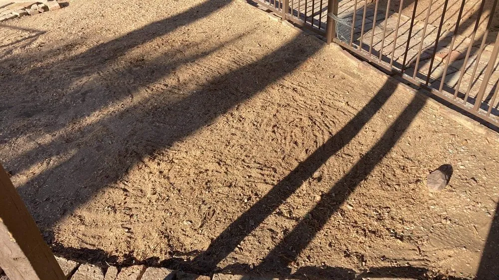 Affordable outdoor landscaping for homes in Yuma, AZ by Eduardo & Sons Tree Experts