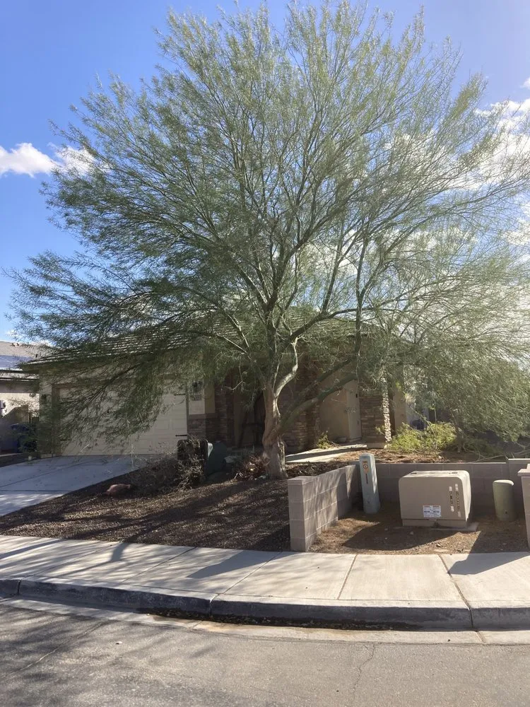 Local landscape design for residential properties across Yuma, AZ - Eduardo & Sons Tree Experts