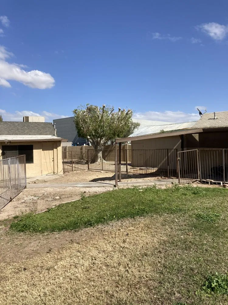 Affordable yard cleanup service in Yuma, AZ by Eduardo & Sons Tree Experts