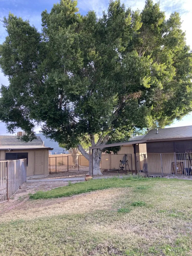 Top-rated outdoor landscaping for year-round maintenance in Yuma, AZ by Eduardo & Sons Tree Experts