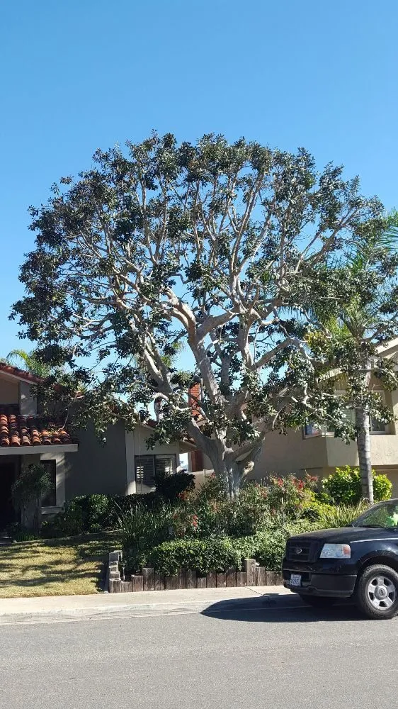 Professional yard cleanup service near you in Escondido, CA by Eduardo and Andres Tree Service