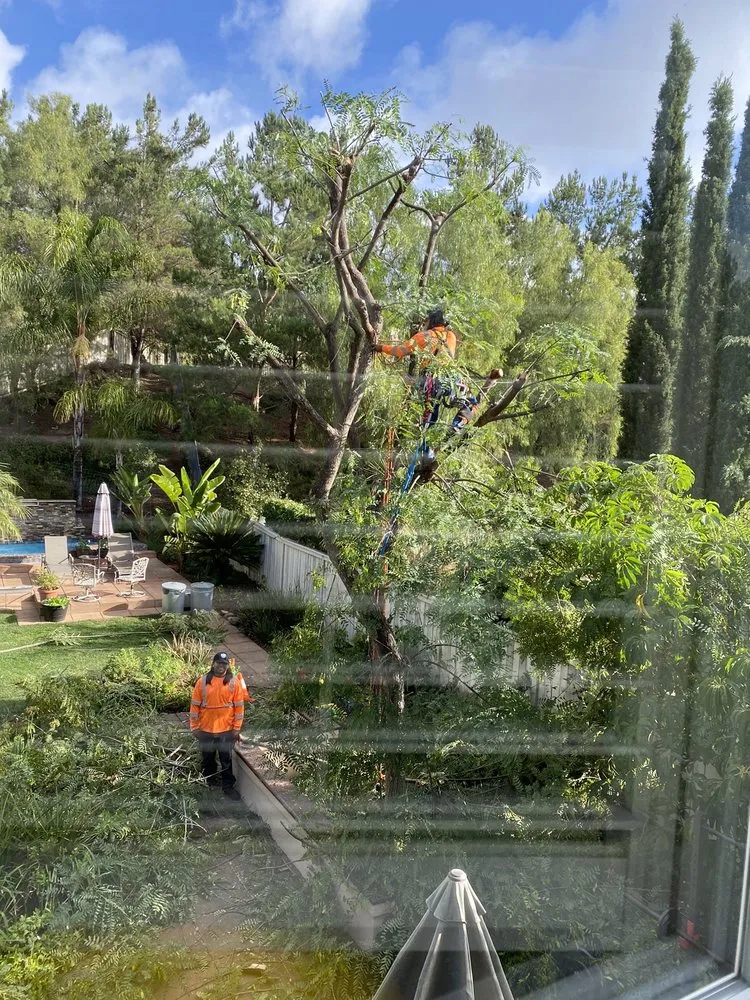 Custom lawn mowing service for year-round maintenance across Escondido, CA - Eduardo and Andres Tree Service